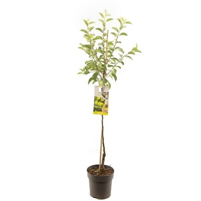 Malus dom. Golden Delicious half.jpg