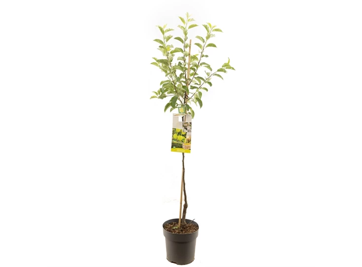 Malus dom. Golden Delicious half.jpg