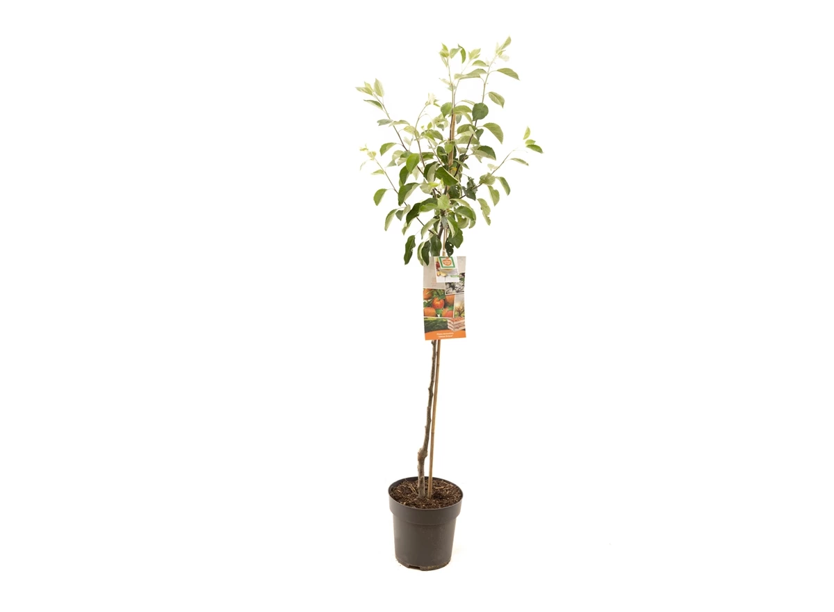 Malus dom. James Grieve halfstam.jpg