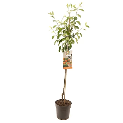 Malus dom. James Grieve halfstam.jpg