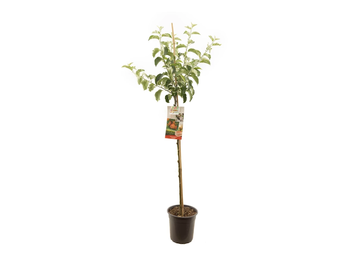 Malus dom. Jonagold halfstam.jpg