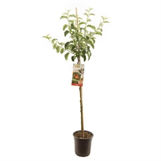 Malus dom. Jonagold halfstam.jpg