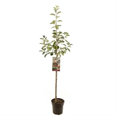 Malus dom. Rode Boskoop halfstam.jpg