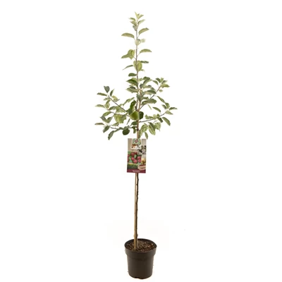 Malus dom. Rode Boskoop halfstam.jpg