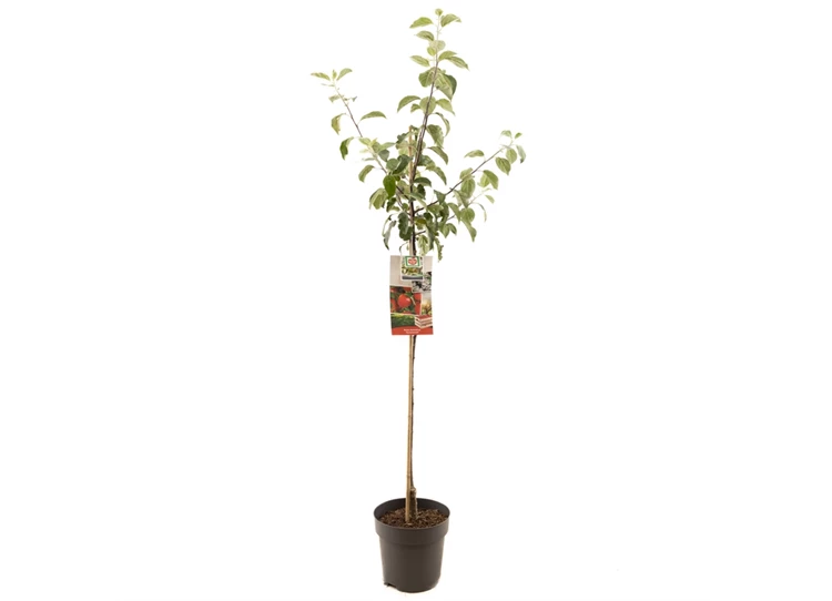 Malus dom. Summerred halfstam.jpg