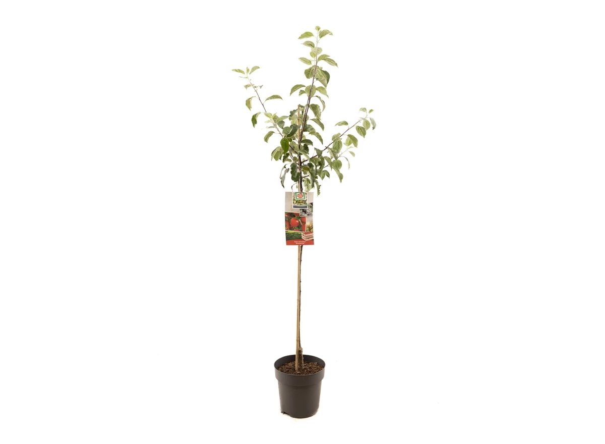 Malus dom. Summerred halfstam.jpg