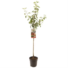 Malus dom. Summerred halfstam.jpg