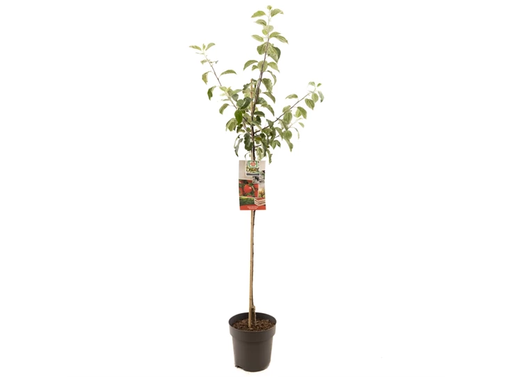 Malus dom. Summerred halfstam.jpg