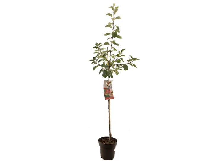 Malus dom. Pinova halfstam.jpg