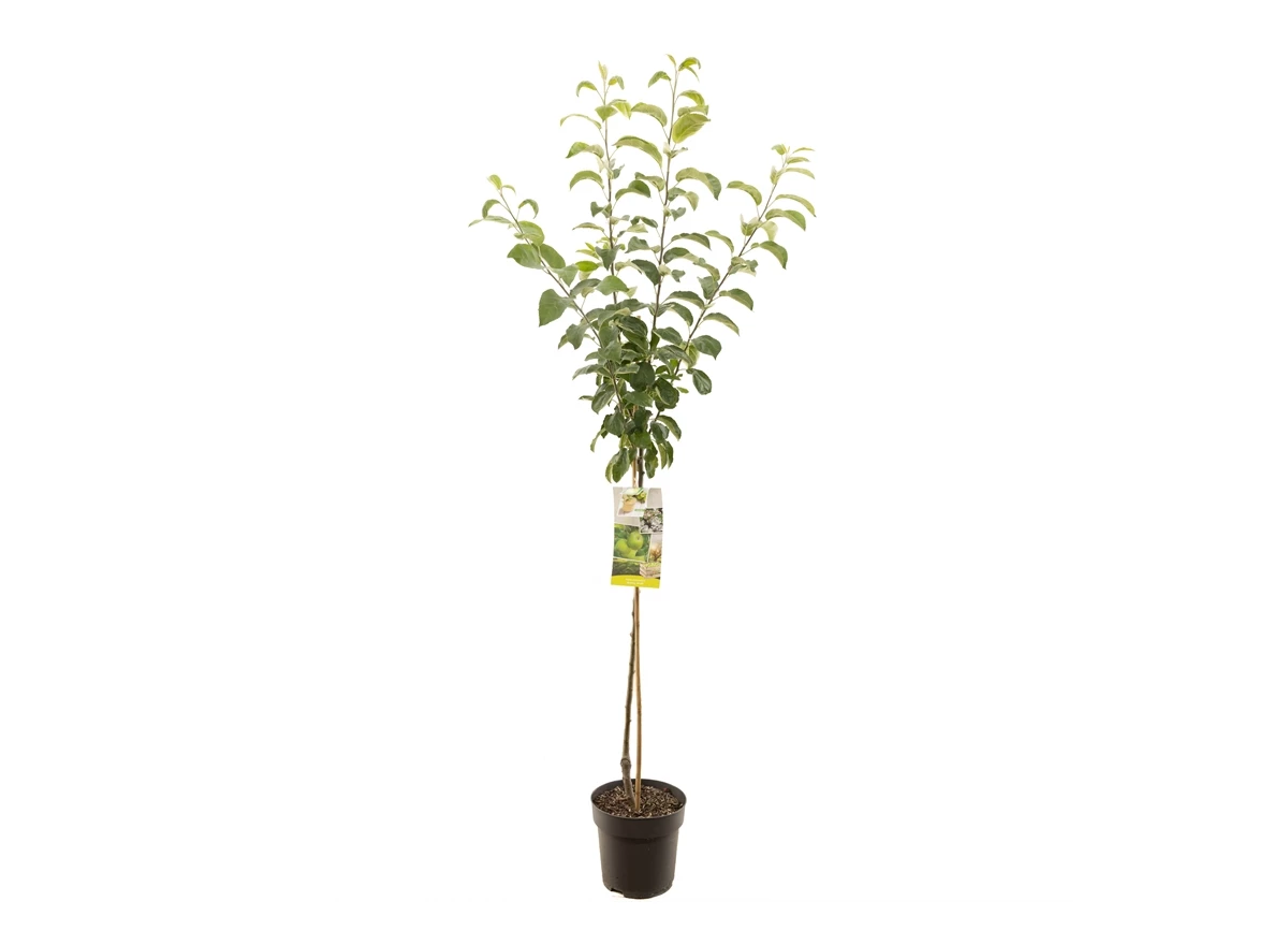 Malus dom. Granny Smith halfstam.jpg