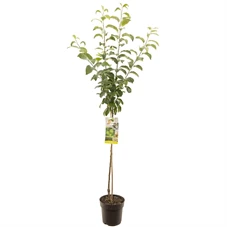 Malus dom. Granny Smith halfstam.jpg