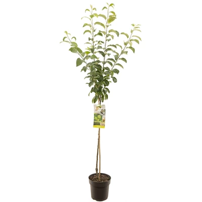 Malus dom. Granny Smith halfstam.jpg