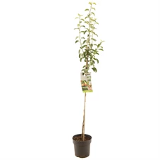 Pyrus comm. Williams halfstam.jpg