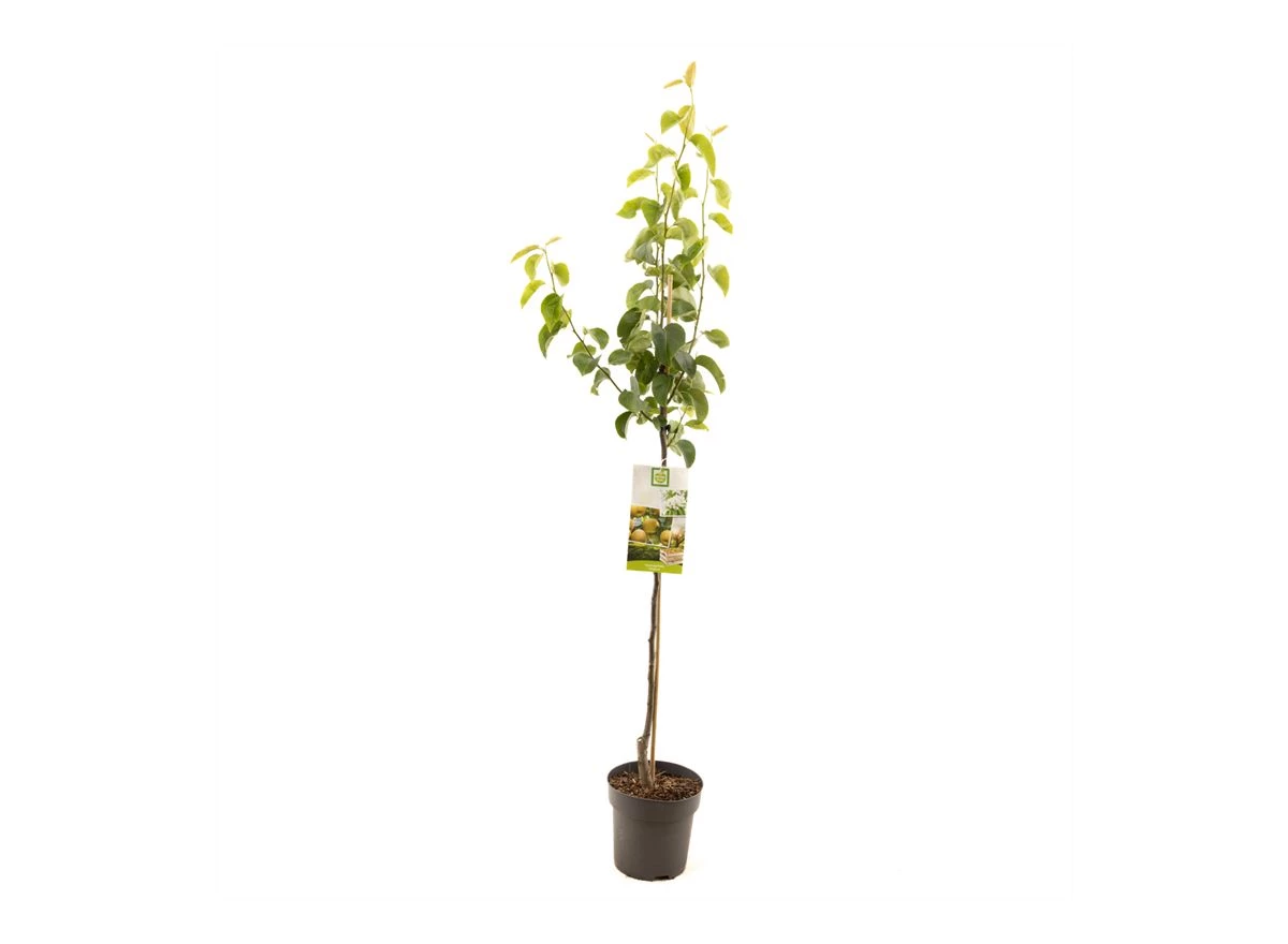 Pyrus pyrifolia Chojuro halfstam.jpg