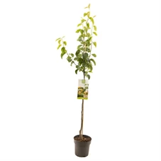 Pyrus pyrifolia Chojuro halfstam.jpg