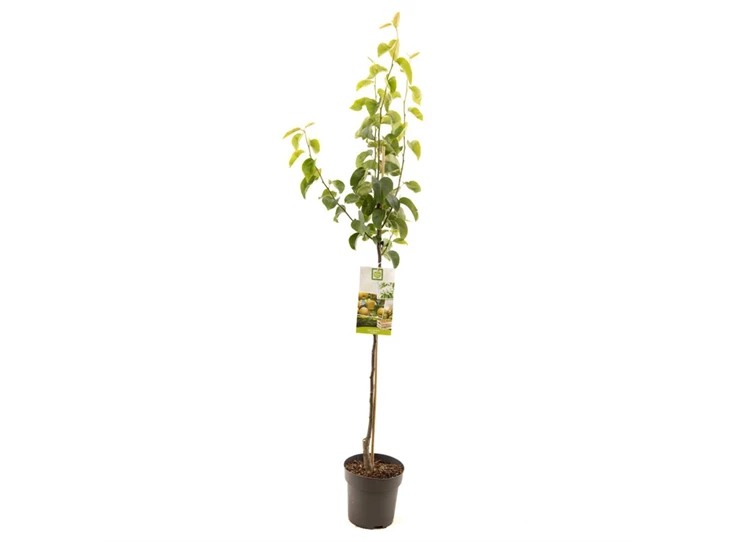 Pyrus pyrifolia Chojuro halfstam.jpg