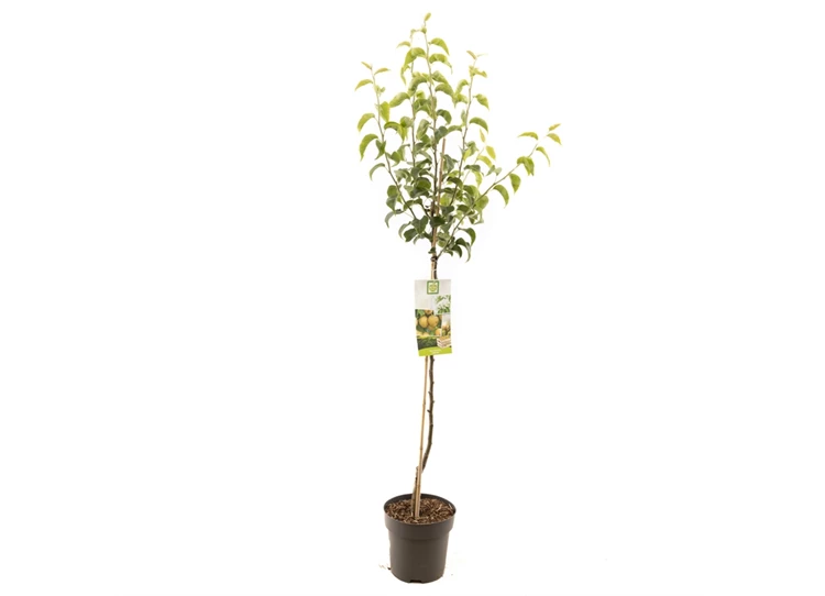 Pyrus pyrifolia Nijisseiki halfstam.jpg