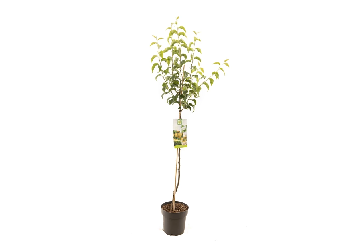 Pyrus pyrifolia Nijisseiki halfstam.jpg