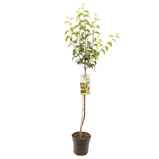 Pyrus pyrifolia Nijisseiki halfstam.jpg