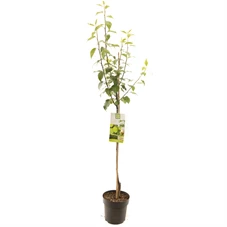 Pyrus x bret. Early Shu halfstam.jpg