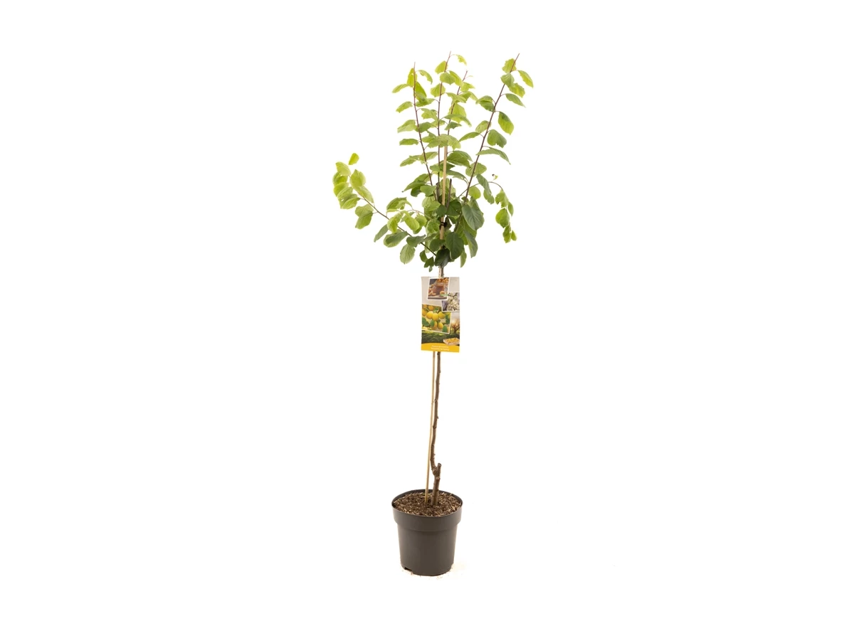Prunus dom. Mirab. de Nancy half.jpg