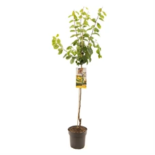 Prunus dom. Mirab. de Nancy half.jpg