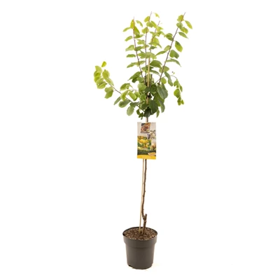 Prunus dom. Mirab. de Nancy half.jpg