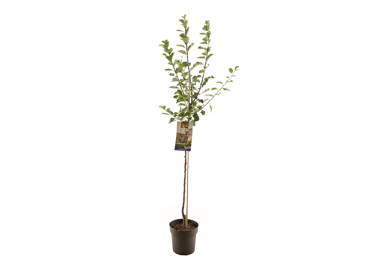 Prunus dom. R-Cl. d'Althan halfstam.jpg