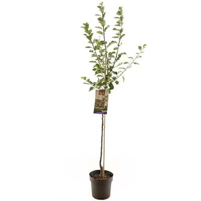 Prunus dom. R-Cl. d'Althan halfstam.jpg