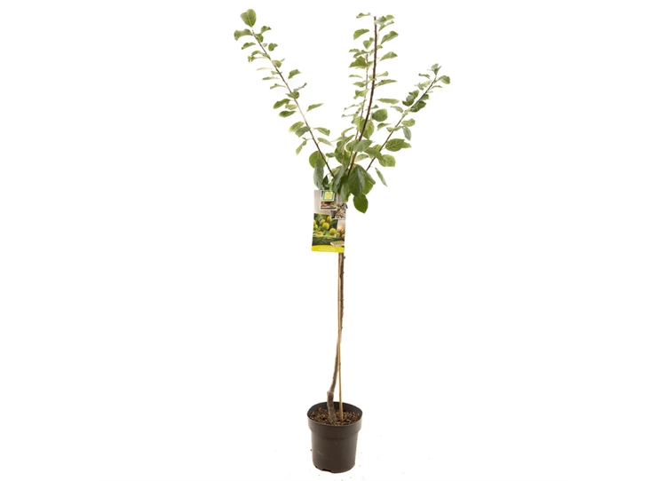 Prunus dom. R-Cl. d'Oullins half.jpg