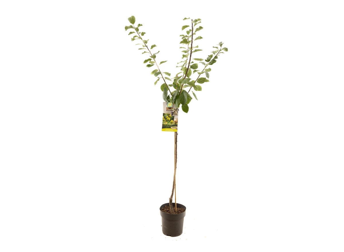 Prunus dom. R-Cl. d'Oullins half.jpg
