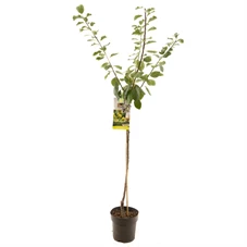 Prunus dom. R-Cl. d'Oullins half.jpg