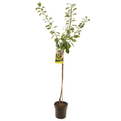 Prunus dom. R-Cl. d'Oullins half.jpg