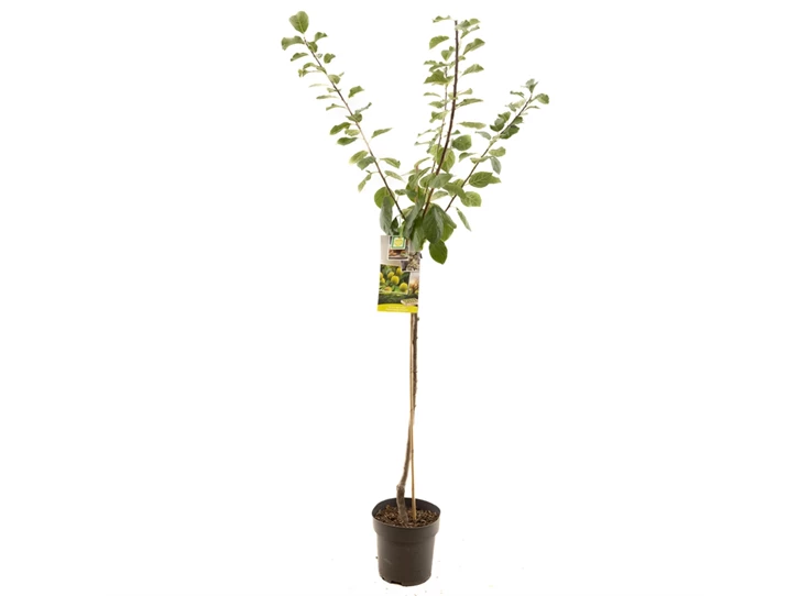 Prunus dom. R-Cl. d'Oullins half.jpg