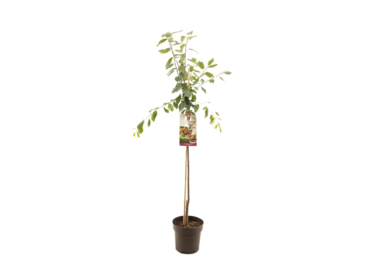 Prunus dom. Victoria halfstam.jpg