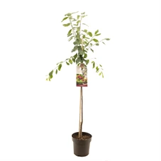 Prunus dom. Victoria halfstam.jpg