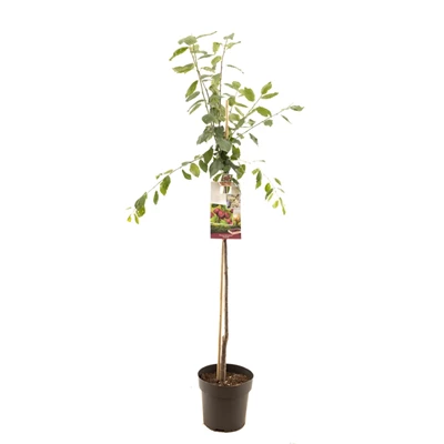 Prunus dom. Victoria halfstam.jpg