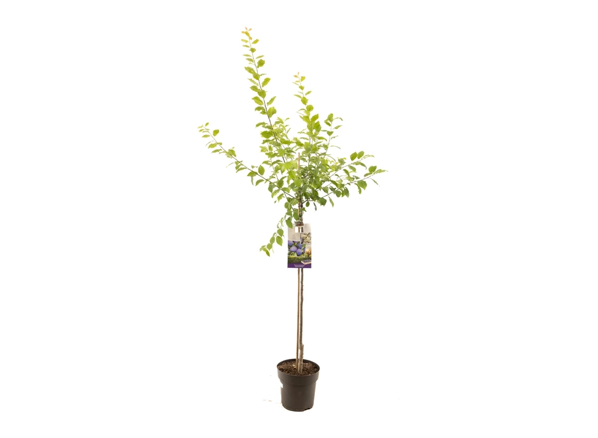 Prunus dom. Hauszwetsche halfstam.jpg