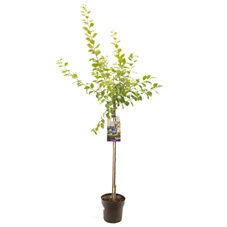 Prunus dom. Hauszwetsche halfstam.jpg