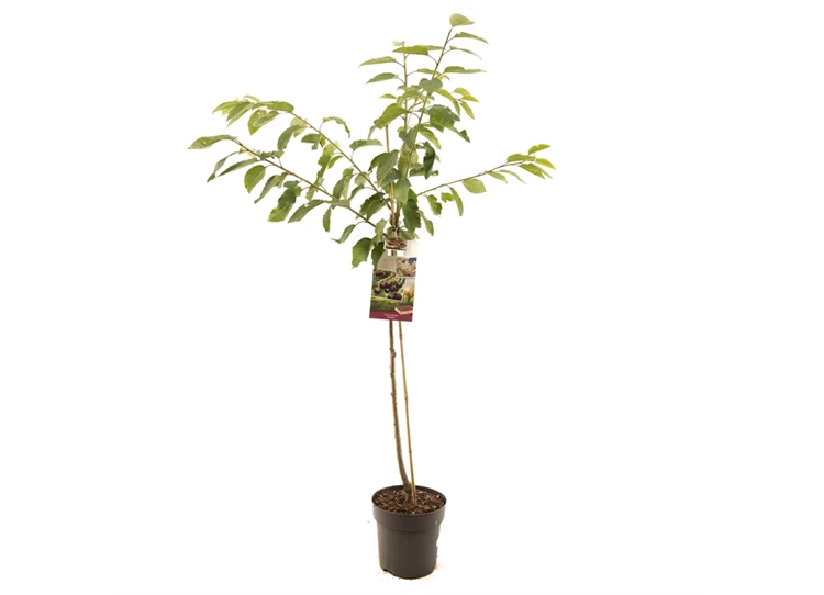 Prunus avium Kordia halfstam.jpg