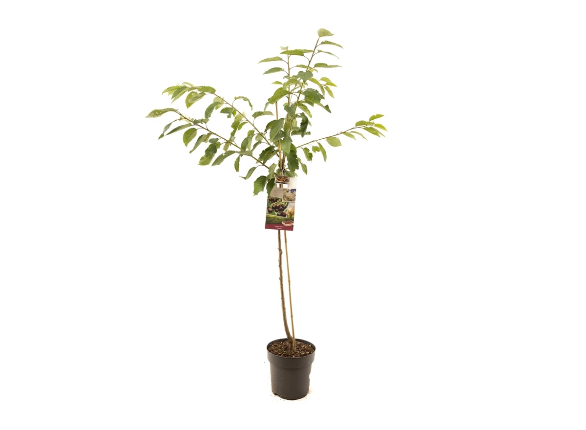Prunus avium Kordia halfstam.jpg