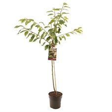 Prunus avium Kordia halfstam.jpg