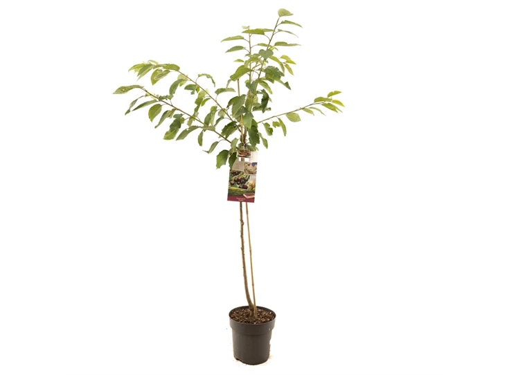 Prunus avium Kordia halfstam.jpg