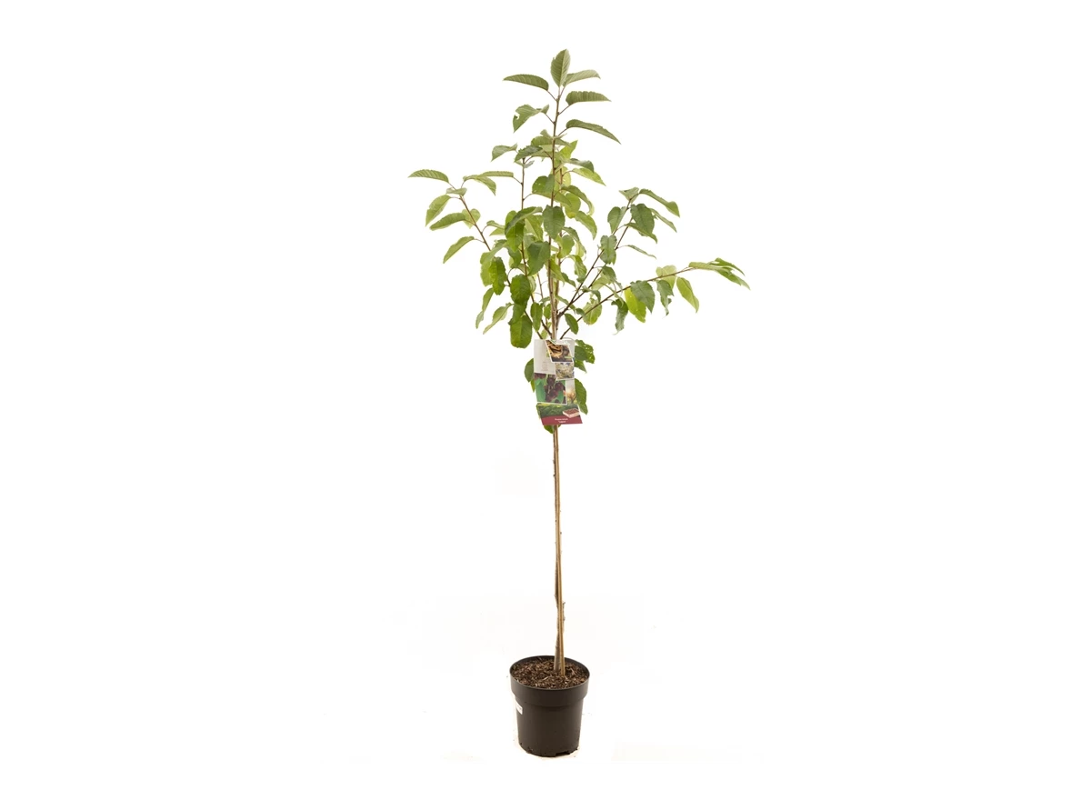 Prunus avium Lapins halfstam.jpg