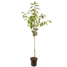 Prunus avium Lapins halfstam.jpg