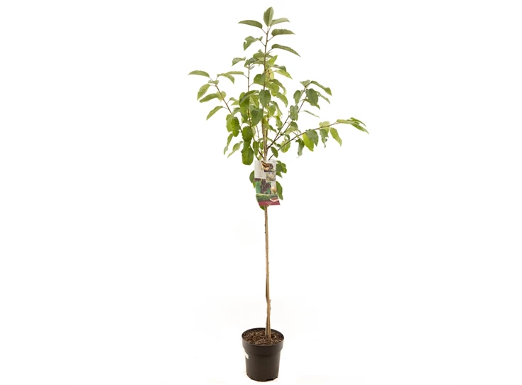 Prunus avium Lapins halfstam.jpg