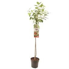 Prunus cerasus Morel halfstam.jpg