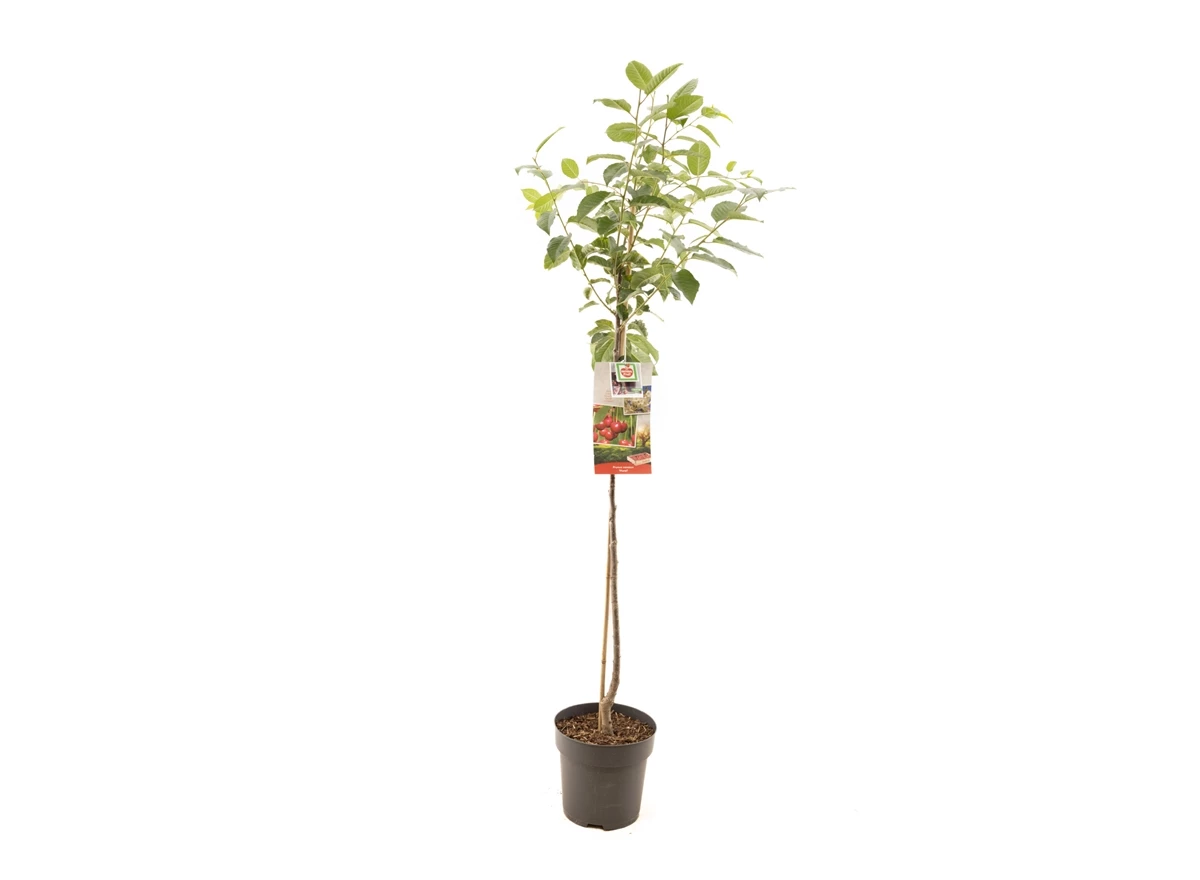 Prunus cerasus Morel halfstam.jpg