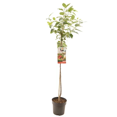 Prunus cerasus Morel halfstam.jpg