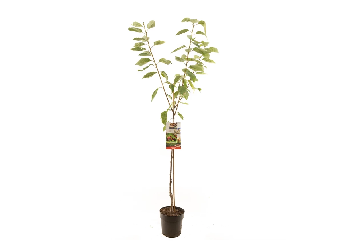 Prunus avium Regina halfstam.jpg
